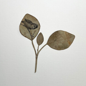 Silent Wings Silent Wings