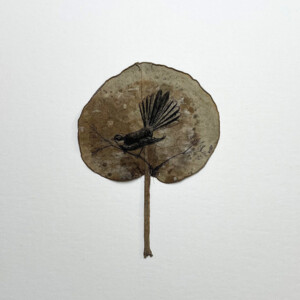 Tuwaiwaka Fantail Tuwaiwaka Fantail